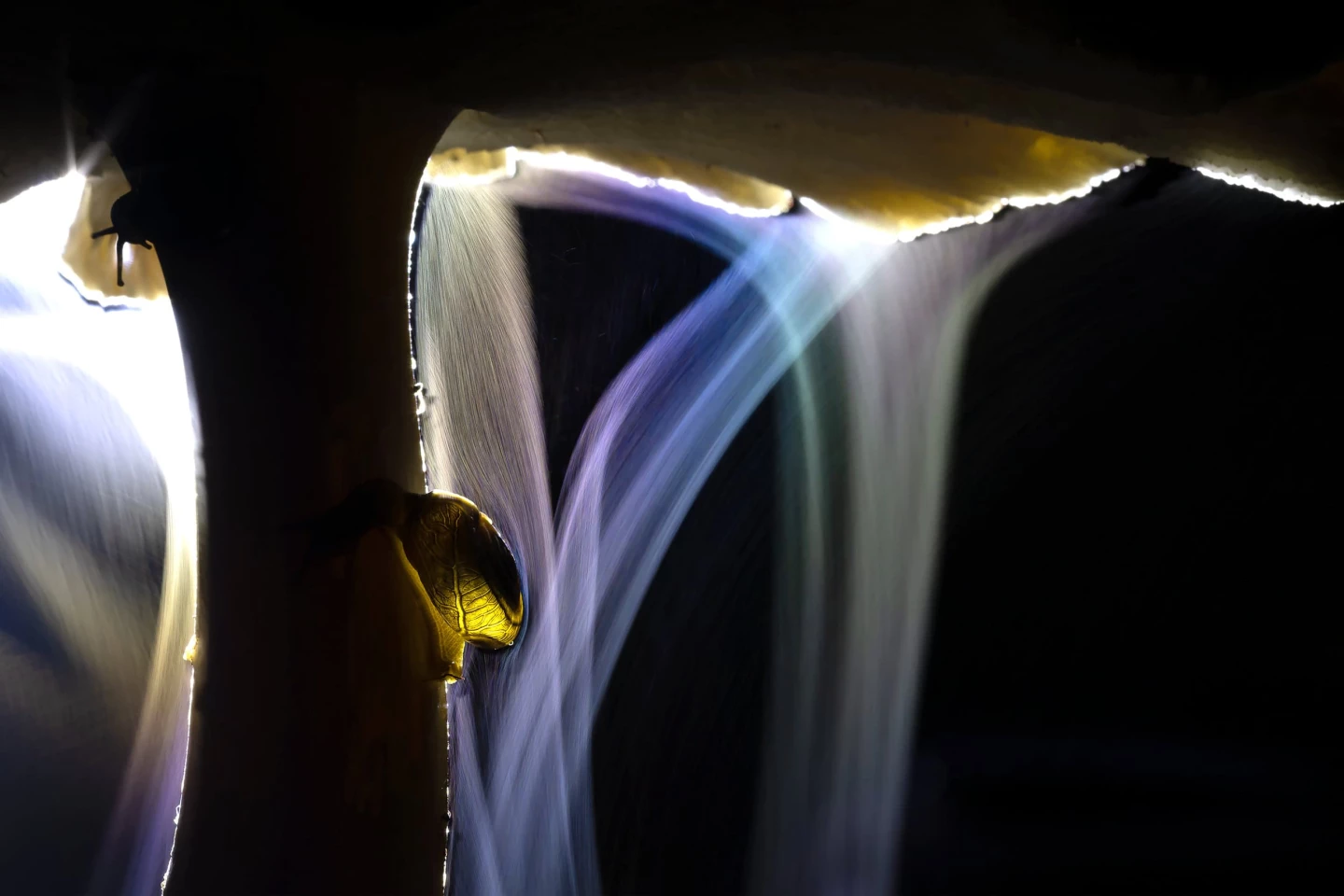 "Sporing Party" – Indranil Basu Mallick (Macrophotography winner)