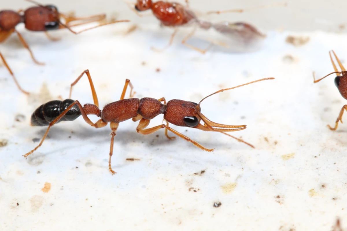When the queen dies, the female Harpegnathos saltator worker ants battle for the throne, with the winner taking over the reproductive role for the colony and living five times longer than the others