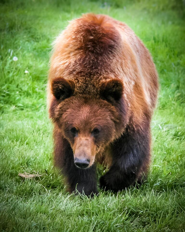 Grizzly bears’ muscles manage to survive hibernation virtually unharmed