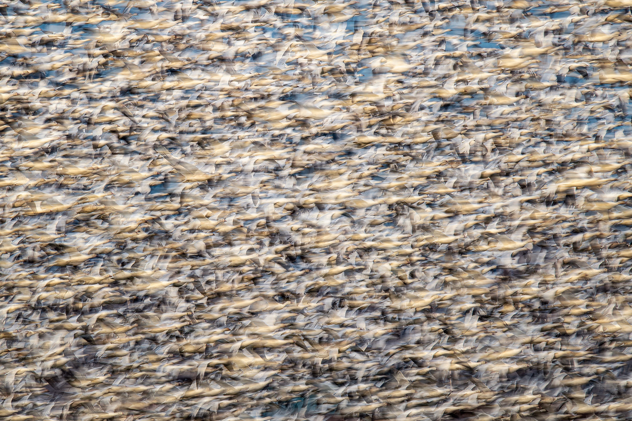 2025 Birds Without Borders Winner, United States and Canada: Snow geese (Anser caerulescens) by Yoshiki Nakamura (Washington, US)