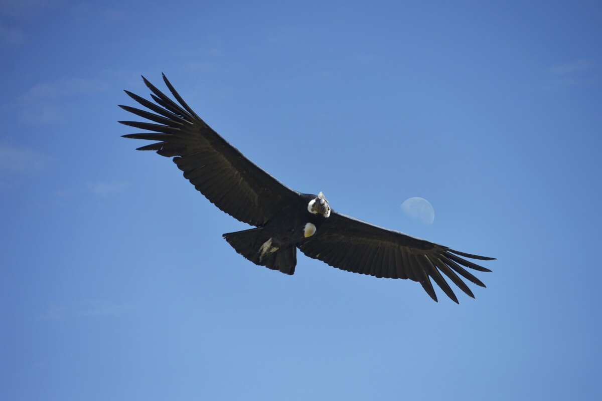 Flight tracking suggests that condors rarely flap their wings in flight"