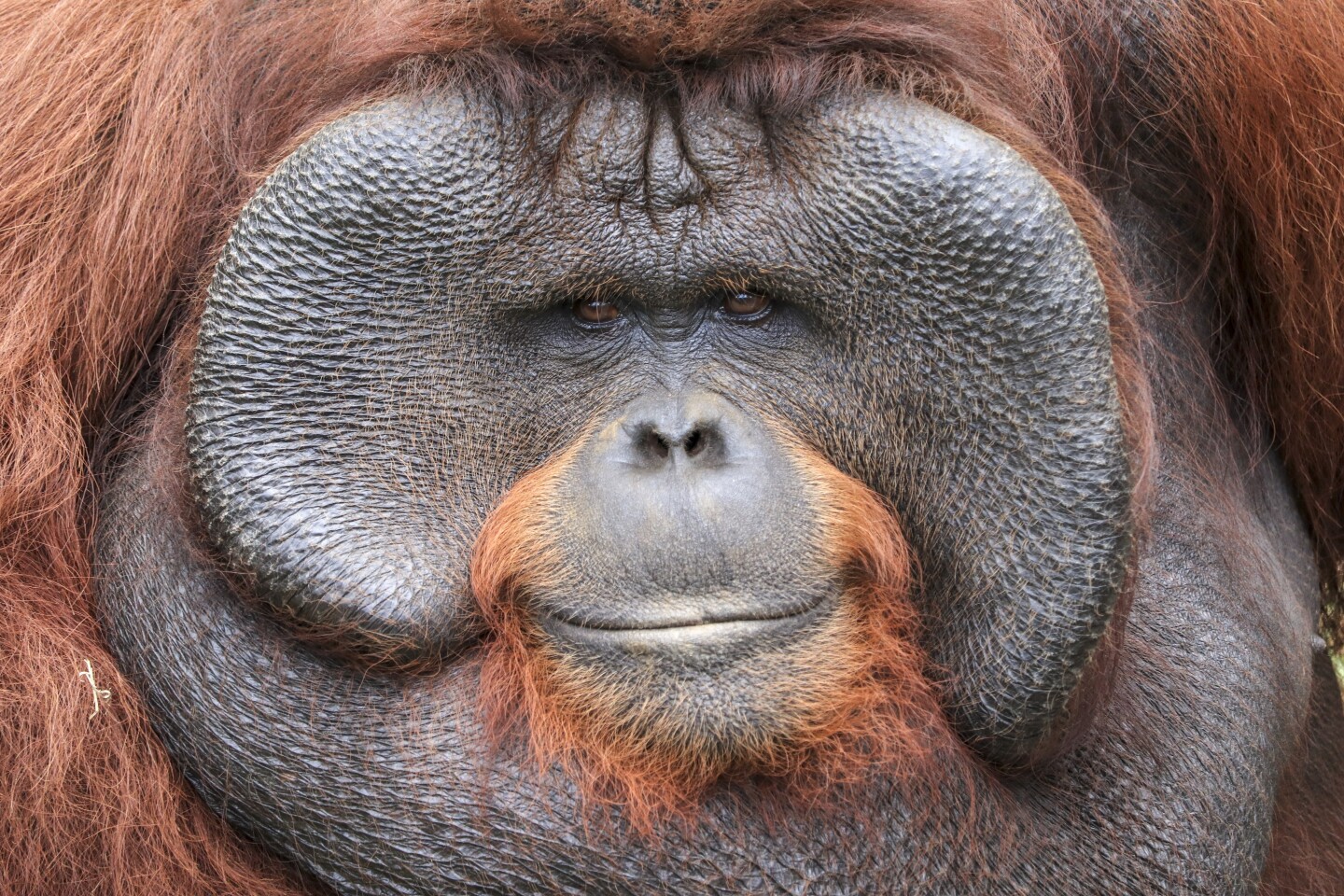 'Orangutan' by @adingkuswara (Indonesia)