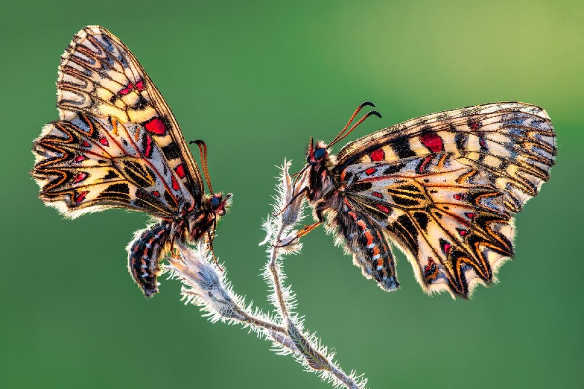 Balance by Petar Sabol was a finalist in the Insects category of the 2020 Close-up Photographer of the Year. These two Eastern festoon butterflies were found on an early morning walk.