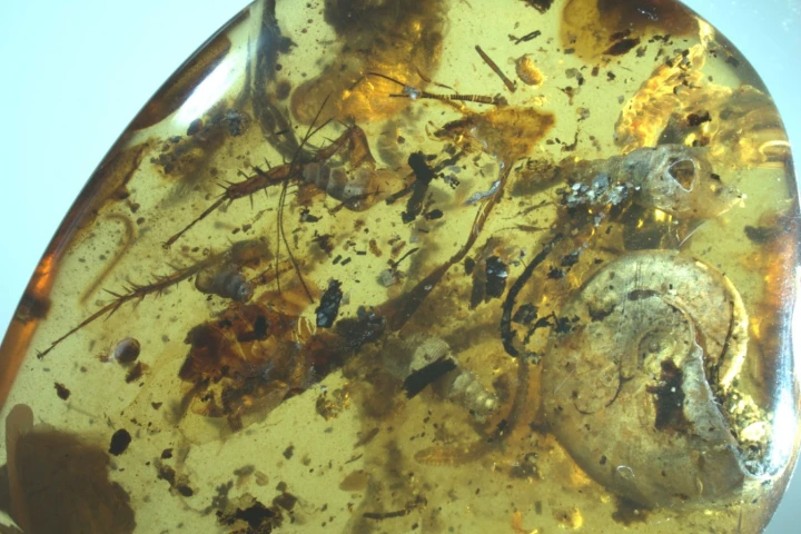Researchers have discovered a piece of amber containing a strange mix of land-dwelling insects and sea creatures