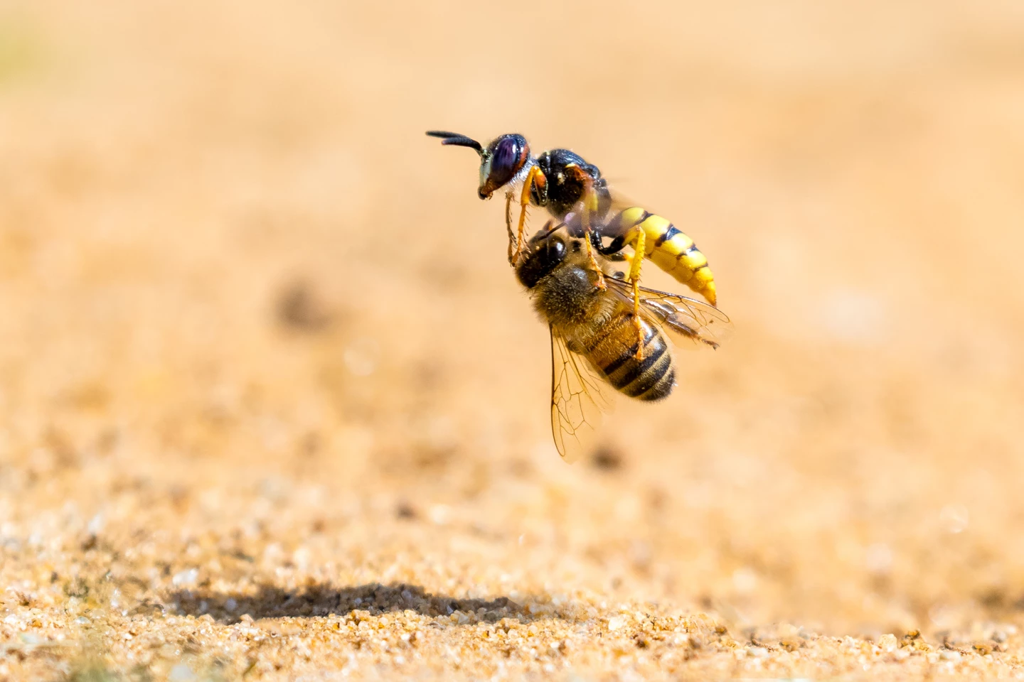 Nature TTL Photographer of the Year. A wasp carries away its prey, a poor unsuspecting honeybee