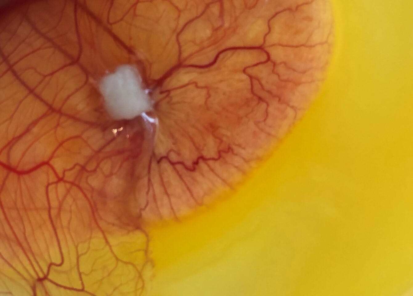 The implant (white object) is placed in a chicken embryo to assess its biocompatibility