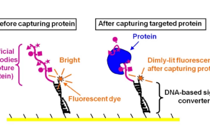 Structure of the DNA-based sensor for protein detection