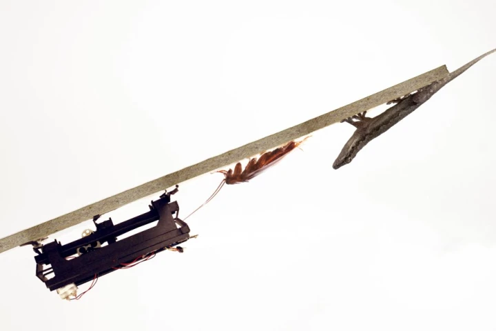 The DASH robot, a cockroach and a gecko are all capable of running to the edge of a ramp, and flipping themselves onto its underside