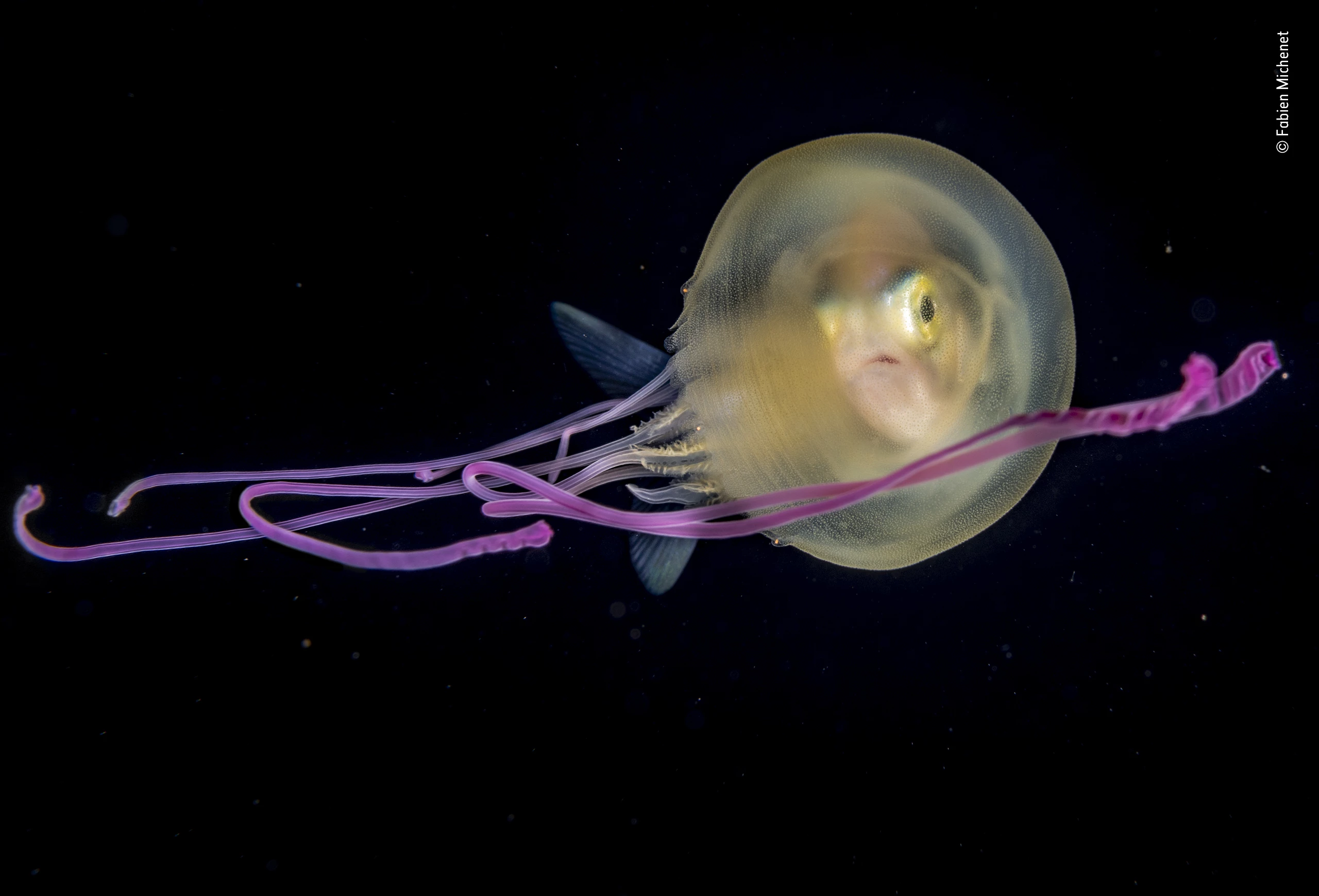 "Jelly baby" by Fabien Michenet, France. Highly Commended 2019, Under Water. A juvenile jackfish peers out from inside a small jellyfish off Tahiti in French Polynesia. With nowhere to hide in the open ocean, it has adopted the jelly as an overnight travelling shelter, slipping under the umbrella and possibly immune to the stinging tentacles, which deter potential predators. In hundreds of night dives, says Fabien, ‘I’ve never seen one without the other.’ It is not clear if a jelly derives any benefit or why the relationship breaks down when water acidifies. Diving in deep open water in darkness – here at 20 metres (65 feet) down – is Fabien’s speciality. Zooplankton migrate up from the deep under cover of darkness to feed on surface-dwelling phytoplankton (which need sunlight), and other predators stream after them. Drifting with the jelly and its rider, Fabien combined all the elements of his composition at exactly the right moment.