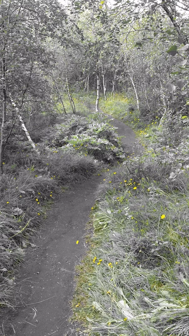 There is a popular joke in Iceland: "What do you do if you get lost in an Icelandic forest? Stand up." The country has a noticeable lack of trees because early settlers cut them down for building, fuel and to create grazing lands. After that, erosion set it. Today, about five million woodland plants are put in each year to bring back the forests, but due to the country's climate and lack of sunlight for much of the year, it's slow going. This color-manipulated photo shows a small forest on a peninsula in Lake Myvatn filled with native birch trees, planted by the husband and wife who used to own the land before they donated it to the state.