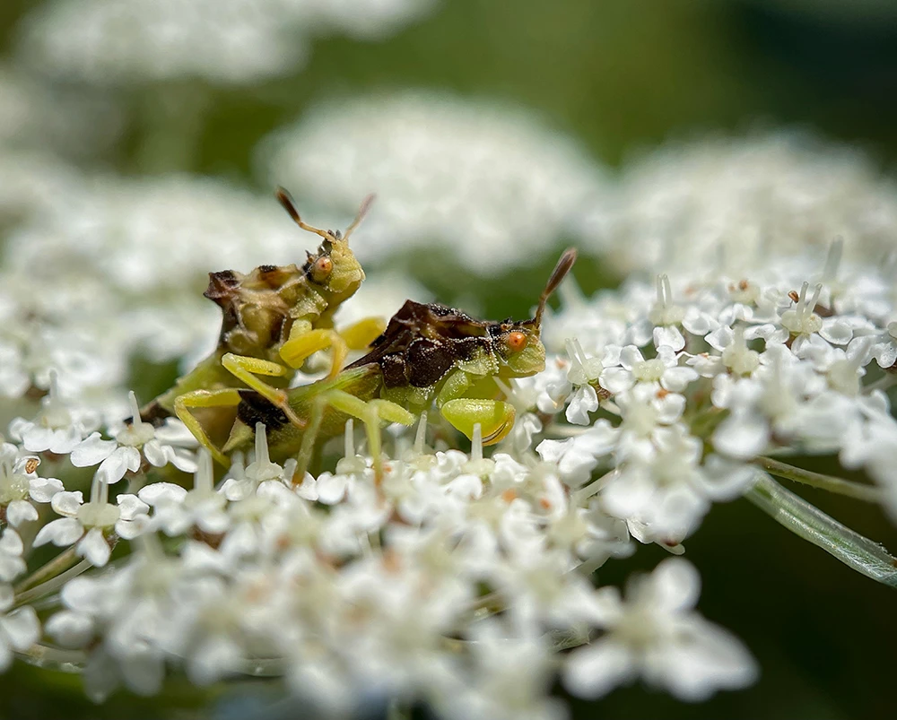 Honorable Mention, Macro & Details. Caught in the Act
