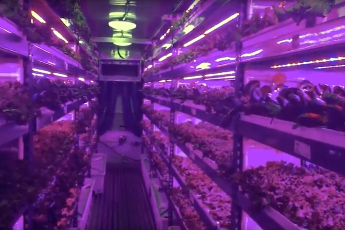 The world's largest vertical farm is due to be built in Dubai, to cater to Emirates Airlines passengers
