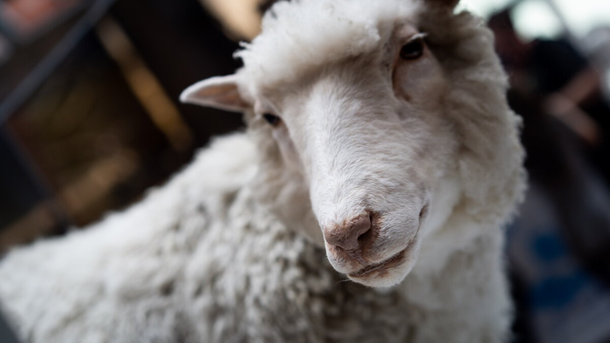 30 years since Dolly the sheep. This is where cloning science is at now
