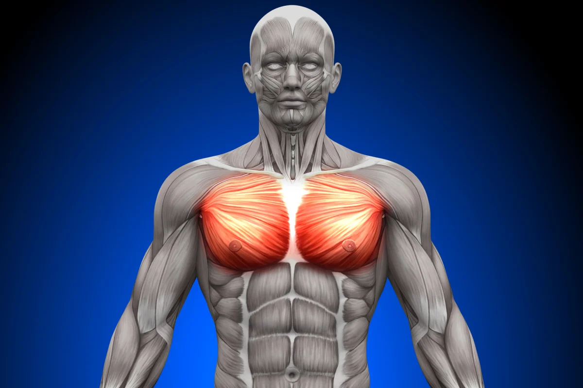 Science Trek Muscles Molecule found to promote muscle health in response to magnetic fields