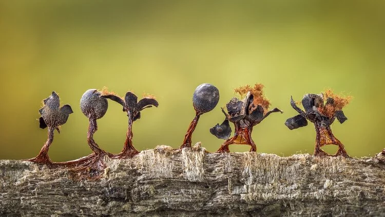 Slime Moulds on Parade by Barry Webb was the second place winner in the Plants & Fungi category of the 2020 Close-up Photographer of the Year. This line of fruiting bodies of slime mold almost resembles a line of little people.
