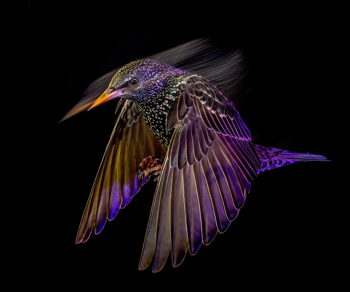 "Starling at Night" – Mark Williams, Animal Portrait Winner. Taken with Canon 5D III with Canon 100-400mm f/4.5-5.6 lens. 200mm; 1/15th second; f/16; ISO 200