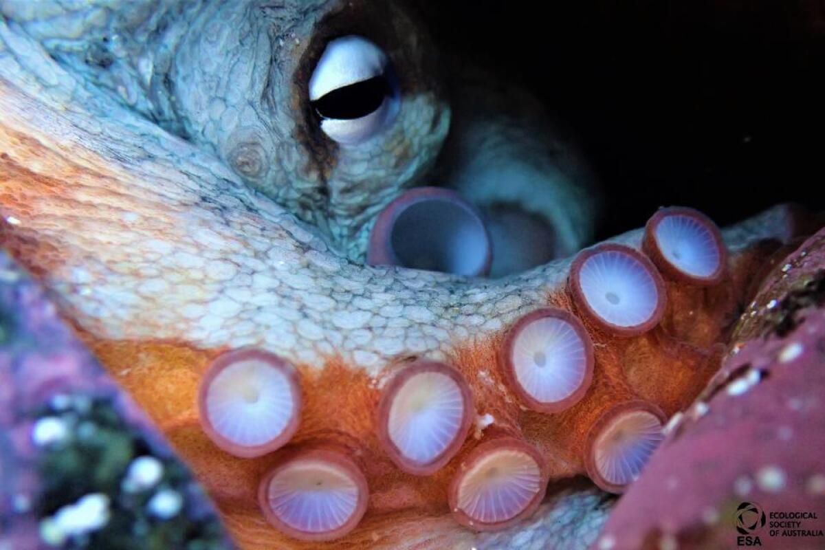 Ecology photo awards showcase Australia's stunning biodiversity