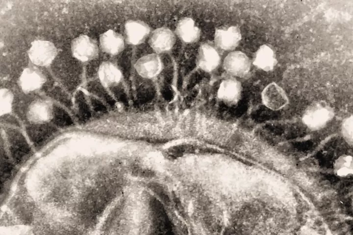 Bacteriophage attacking an infectious bacterium