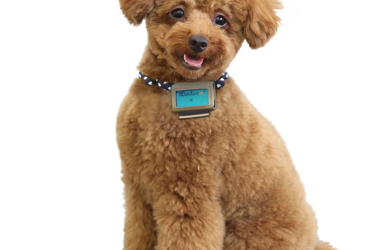 Wandant is available in Japan only, for now