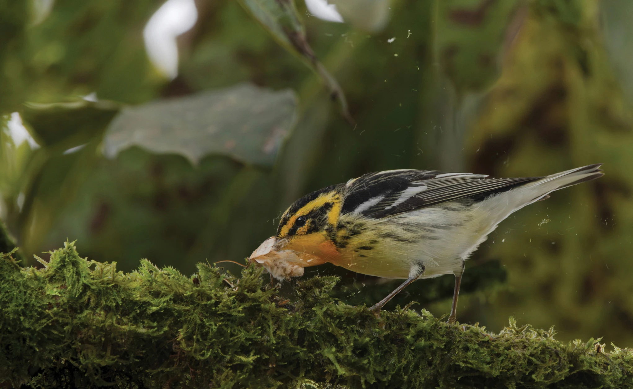 2025 Youth Winner, Colombia and Chile: Blackburnian warbler (Setophaga fusca) by Camilo Sanabria Grajales (Restrepo, Colombia)