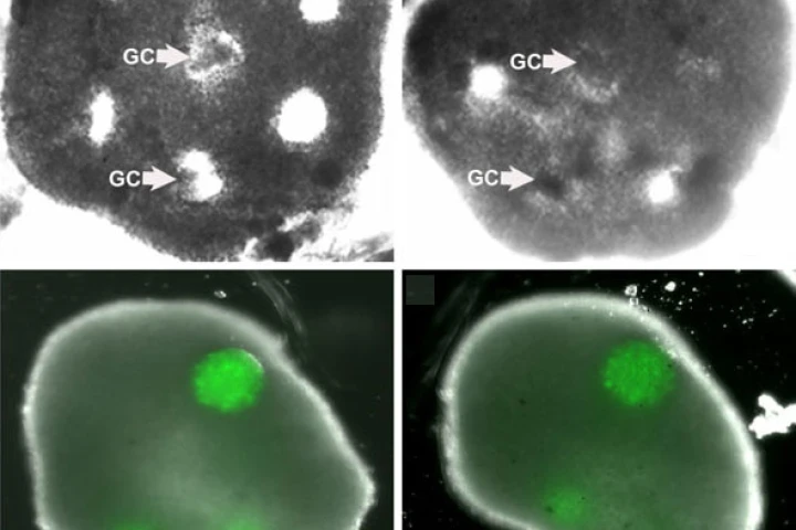 An engineered honeycomb of cultured theca cells (top row) envelopes spheres of granulosa cells (GC). The bottom row shows the tissue after 48 hours (left) and after five days (Image: Carson Lab / Brown University)