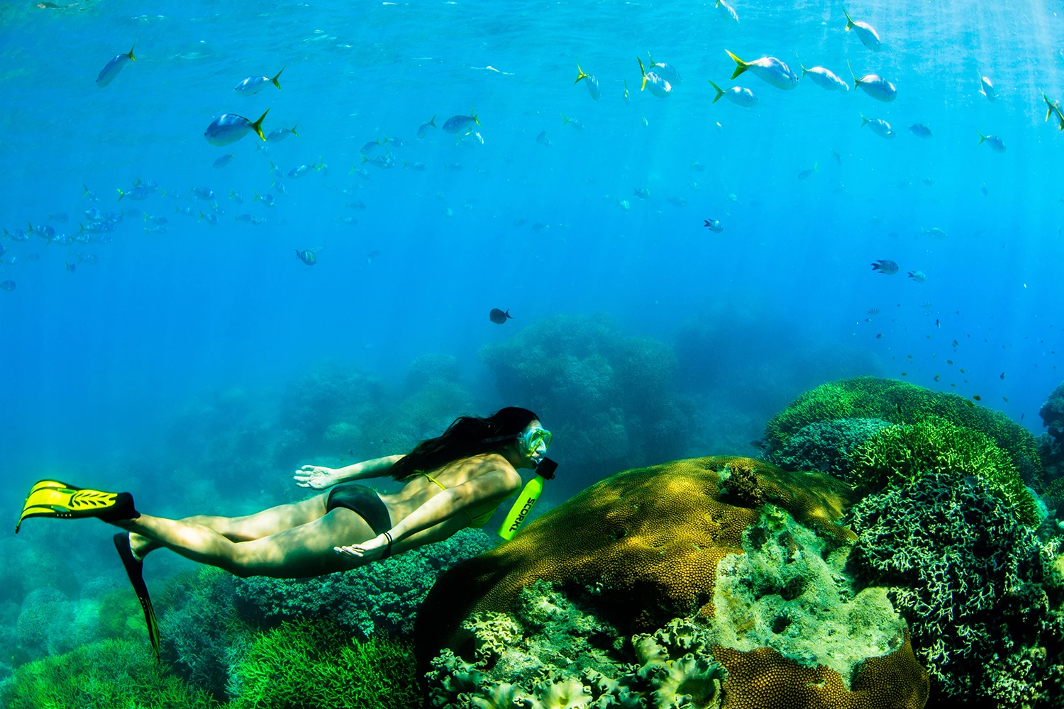 The Scorkl beat its funding goal in just four hours on Kickstarter