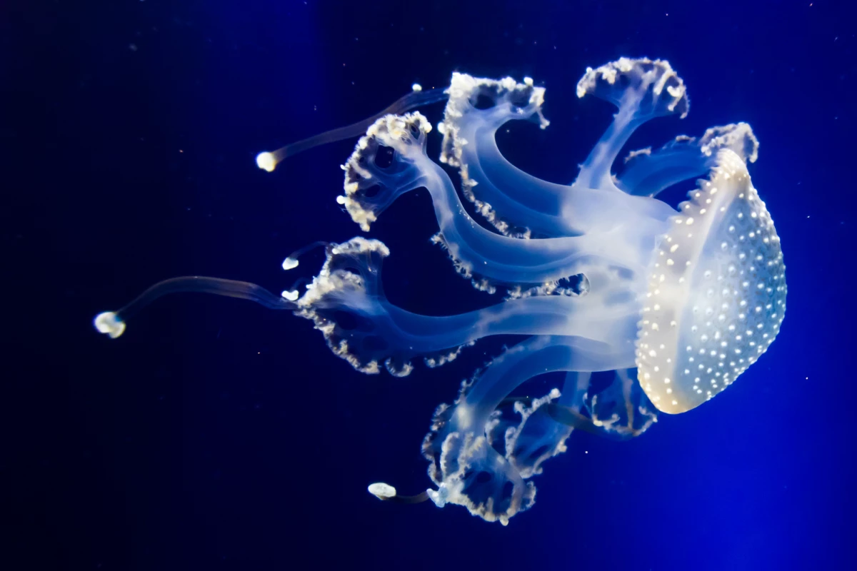 The motion of real jellyfish (pictured) is not only good for propulsion, it's also used to funnel nutrients to the creature