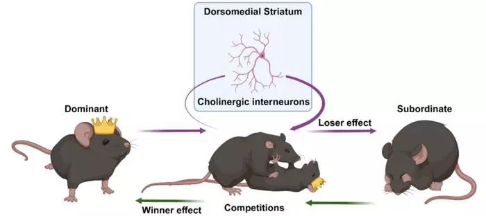 The cholinergic interneurons were found to be involved in the loser effect, where mice became less dominant after losing competitions, moving down the social rankings