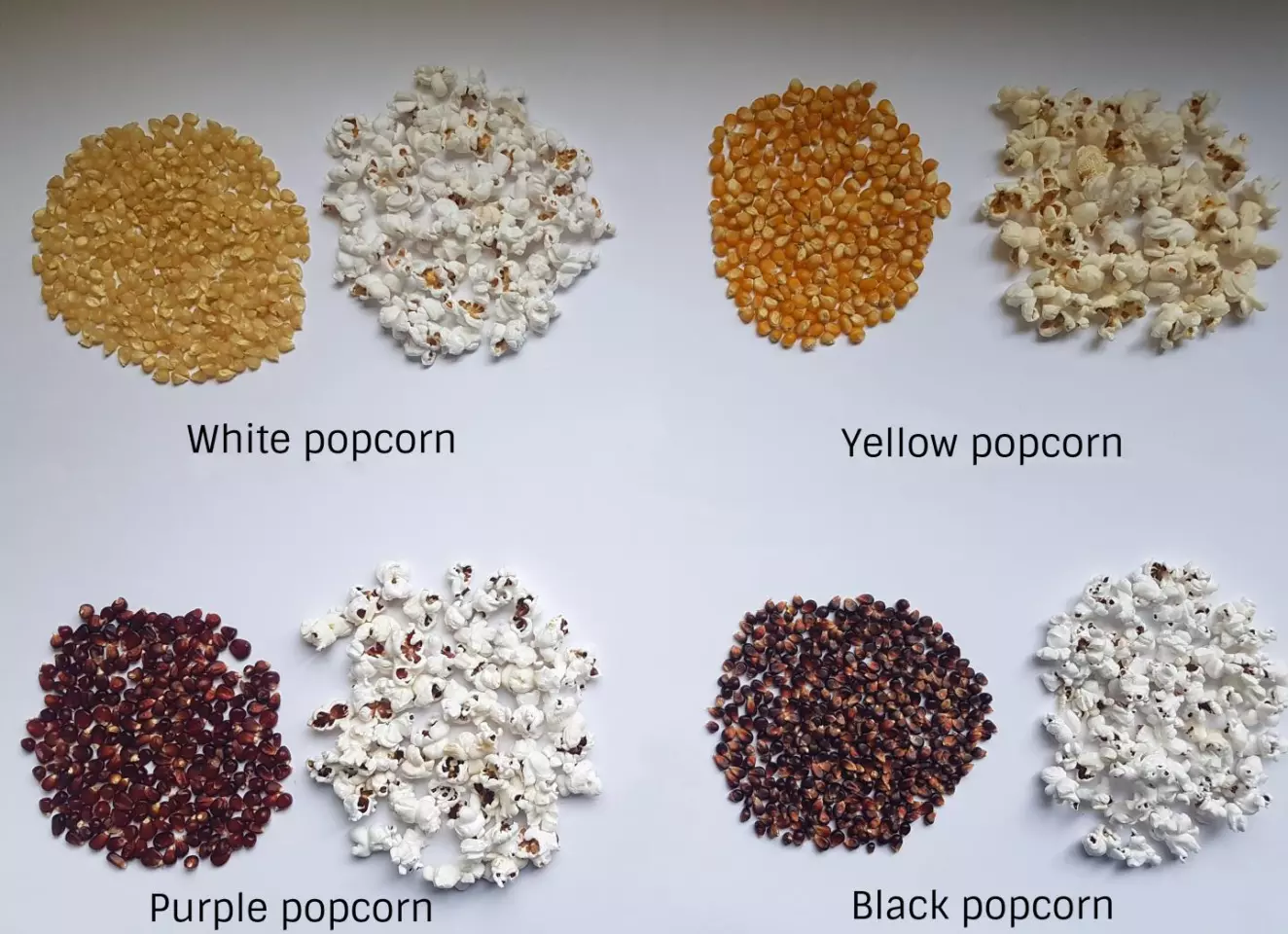Scientists analyzed 49 different varieties of popcorn to better understand what makes it pop