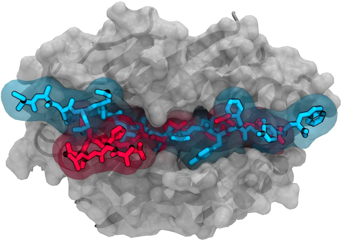 Computer simulation showing the extremely tight binding to an immune system cell of a peptide (blue) produced by the newly discovered “X lymphocyte.” The protein may direct the mistaken destruction of healthy insulin-producing cells in the pancreas, and in turn, cause type 1 diabetes. This autoimmune response is 10 times stronger than that seen with a weaker-binding, lab-engineered insulin mimic (red) that is itself 1,000 times more immune stimulating than normal insulin