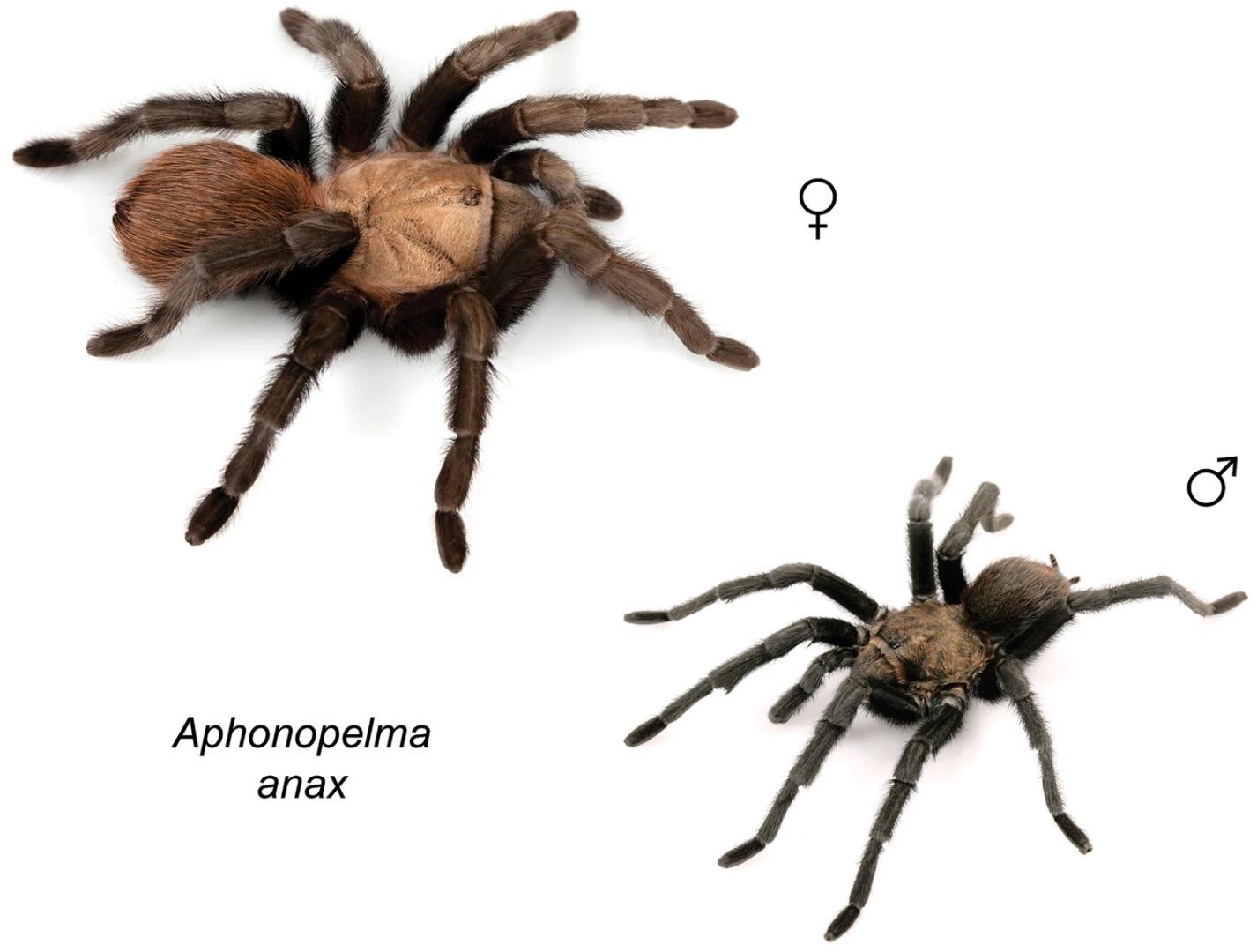 Found abundantly in southern Texas, A. anax is the largest and one of the most common tarantula species