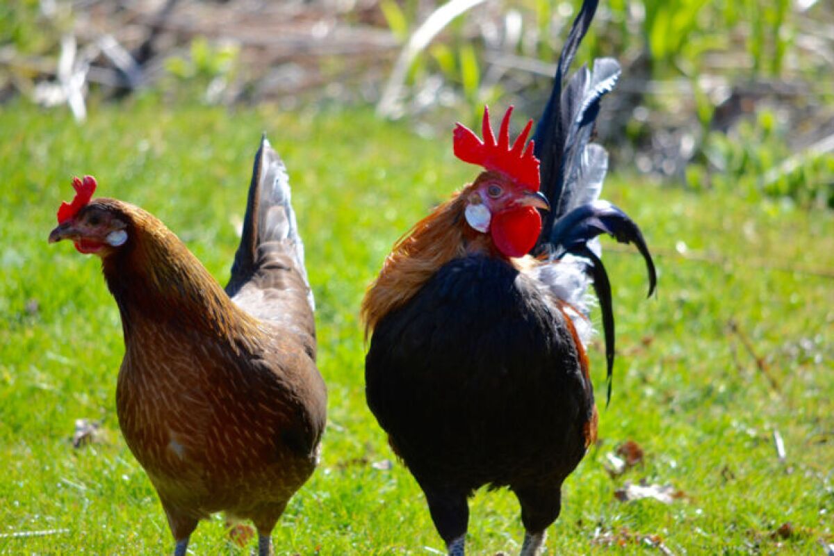 The Red Junglefowl is the ancestor of the domestic chicken