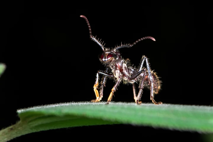 Researchers have discovered the unique way toxins in the venom of the bullet ant, pictured, targets the body's nerves to produce severe, long-lasting pain