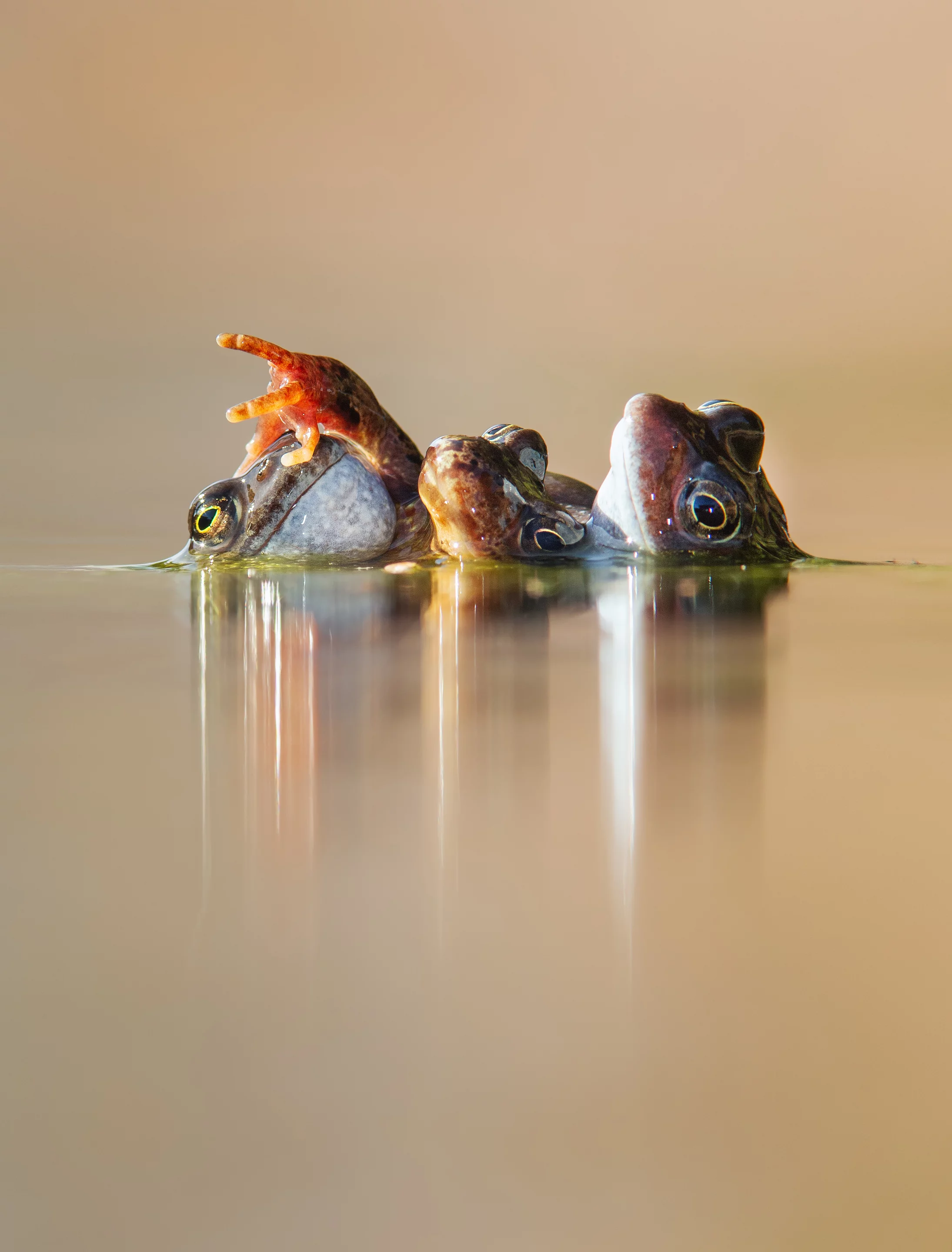 "Three Frogs in Amplexus" – Ian Mason, Animal Behaviour Winner. Taken with Canon EOS 1D X with Canon 300mm f/4 lens and 1.4x teleconverter. 420mm; 1/160th second; f/10; ISO 800