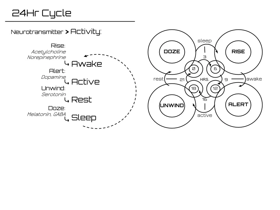 Mapping the 24-hour cycle to chemical supplements (Image: Aisen Caro Chacin)