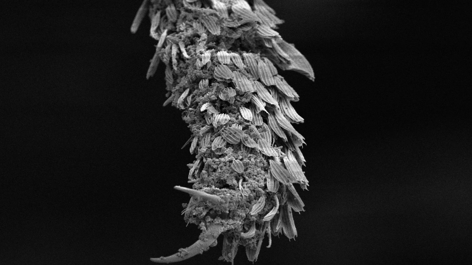 The lower portion of a mosquito's leg, after contact with the powdered perlite