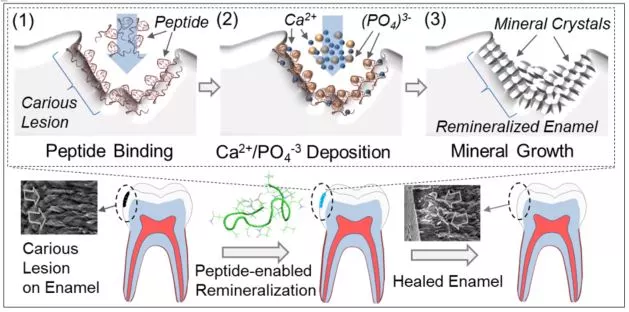 A diagram illustrating how the peptide technology works