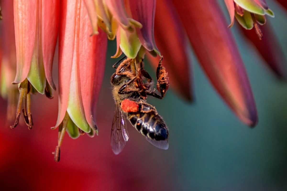 The Cape honey bee has an ability to reproduce daughters asexually, and scientists have now pinpointed the gene that makes this possible