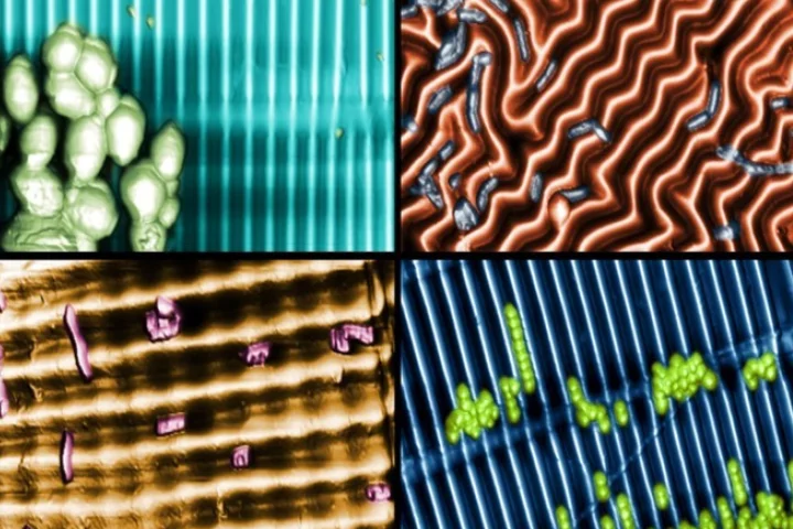 Four different nanotextured surfaces, with bacteria interacting with them in different ways