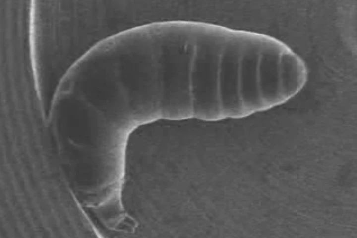 The movements of a fruit fly larva were observed under scanning electron microscope (Image: PNAS)