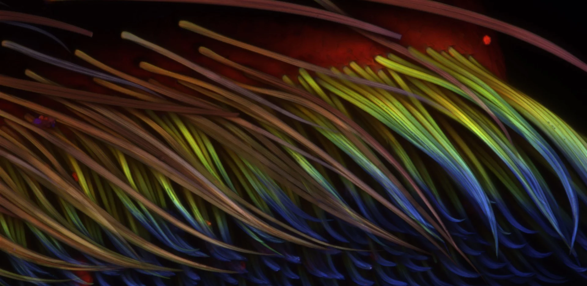 Image of Distinction: The hair on the footpad of the beetle, Pachyrhynchus sarcitis