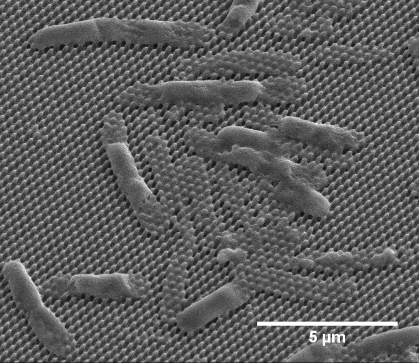 The team was able to demonstrate that the matrix of tiny barbs was able to kill bacteria with harming other cells in the eye