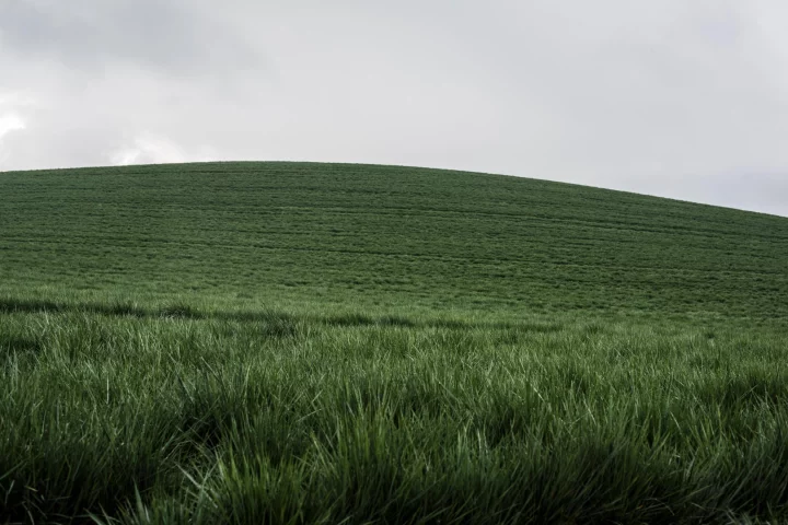The scientists were able to produce hydrogen using fescue grass with metal-based catalysts and sunlight
