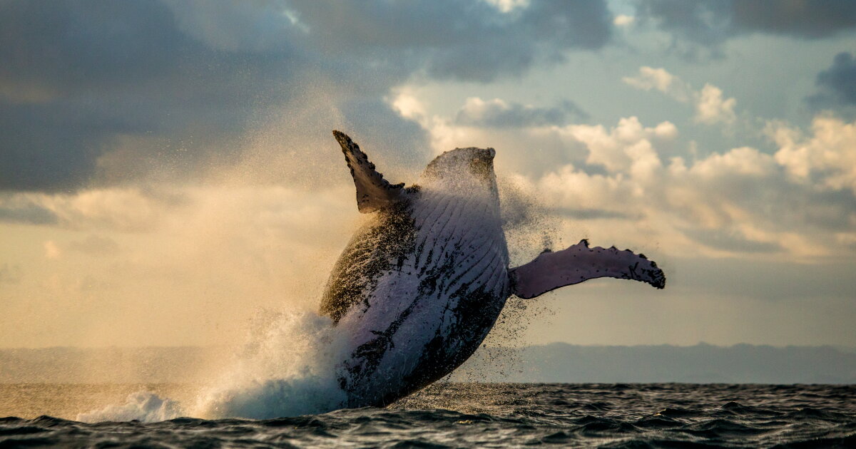 Whales Riddim DJ Humpback: Whales remix their old songs