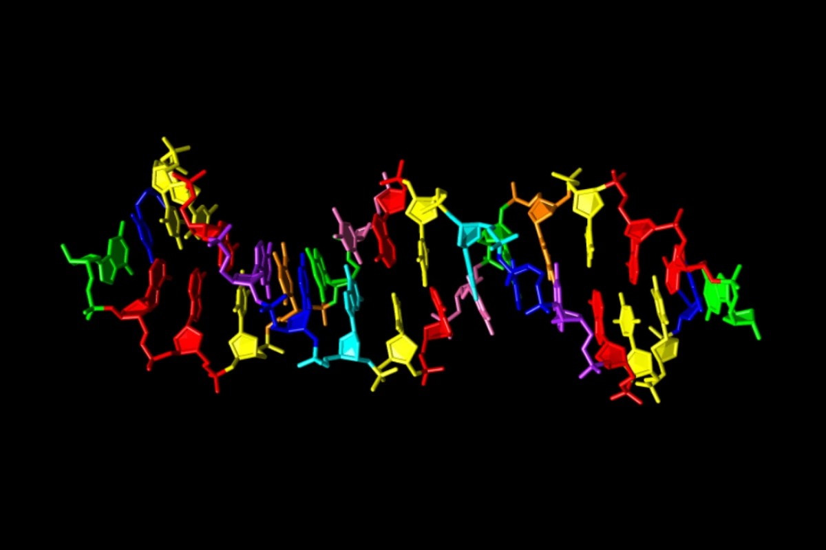 An illustration of the new synthetic DNA structure, showing regular nucleotides (green, blue, red, yellow) along with four brand new ones (cyan, pink, purple, orange)