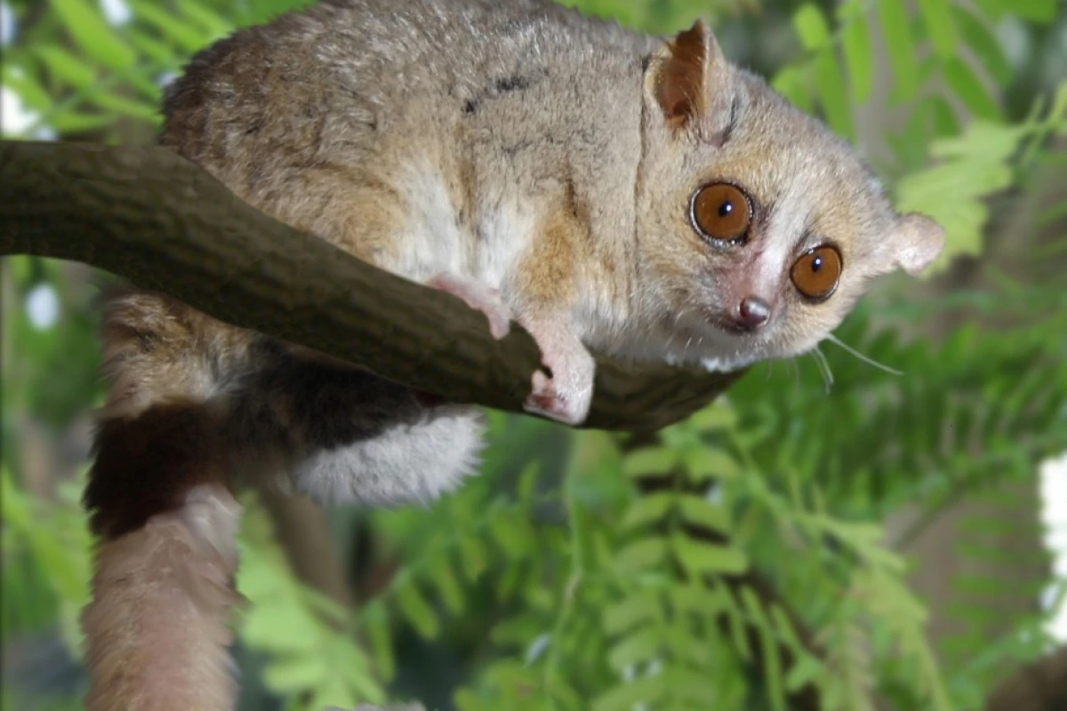 French researchers have found that caloric restriction increased the lifespan of mouse lemurs by 50 percent