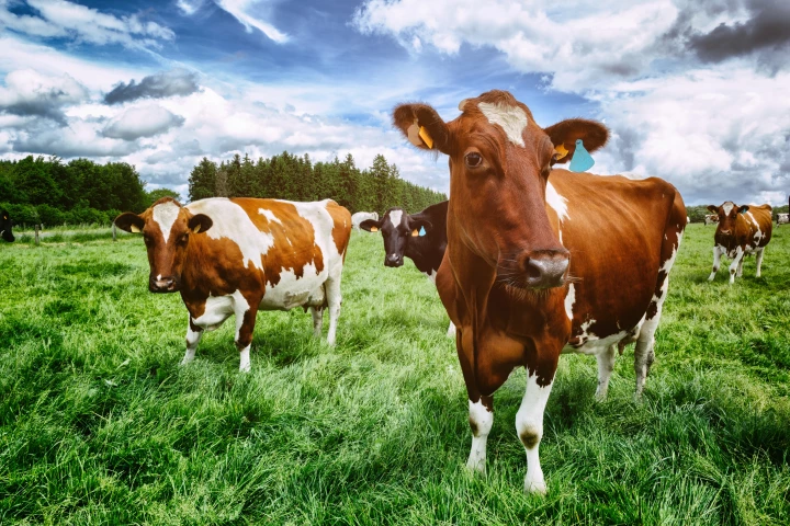 Healthy cows were able to transfer the virus to other animals when transported to other farms