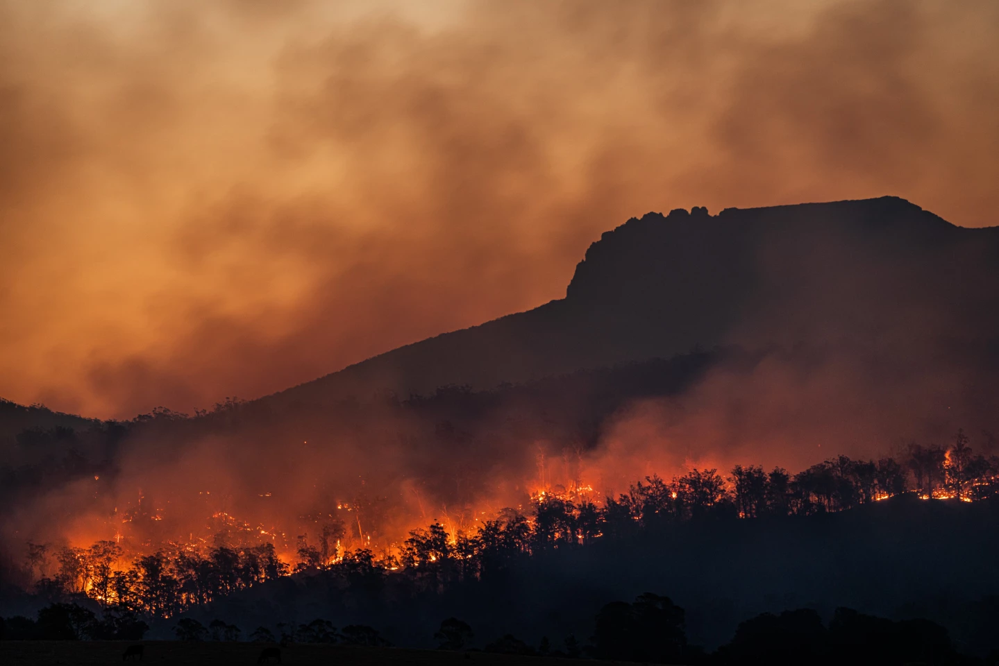 Winner - Project. Series titled 'Ash'. Documenting the 2019 Australian bushfires in Tasmania.