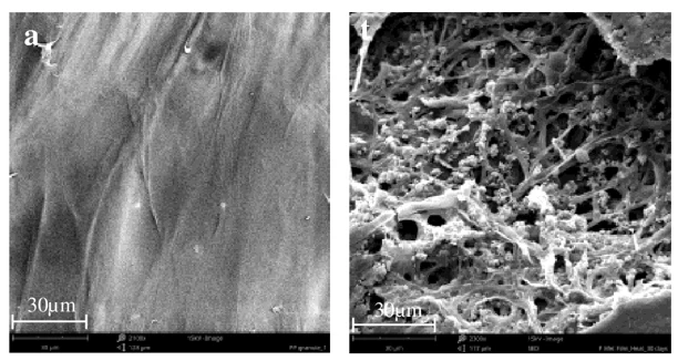 Pre-treated polyethylene before (left) and after (right) being degraded by the fungi