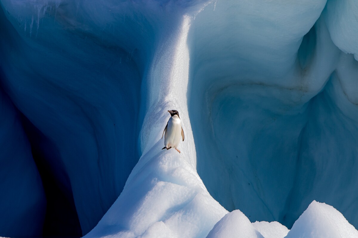 Finalist, Natural World. "Adelie Penguin on an Iceberg"